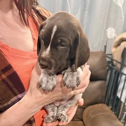 Pheobe - Liver and white female German Shorthaired Pointer puppy in Plymouth, Wisconsin from Oak Country GSP's