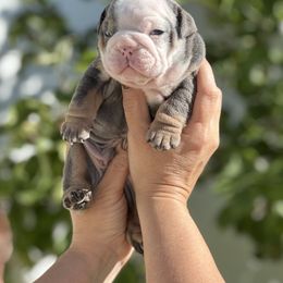 Green collar male - Blue tri-color male Bulldog puppy in Oxnard, California from Pech Family Bulldogs
