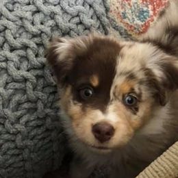 Miniature Australian Shepherds from Pepper's Pups