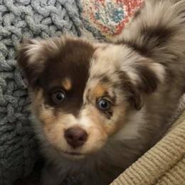 Miniature Australian Shepherds from Pepper's Pups