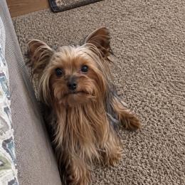 Mickey - Yorkshire Terrier