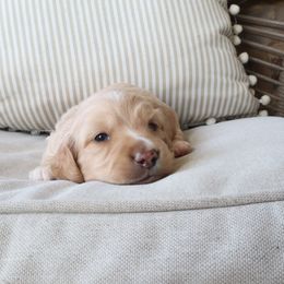 Bagel - Cream male Dachshund puppy in Mc Donough, Georgia from Hot Diggity Doxies