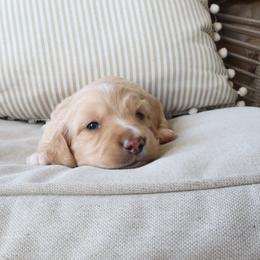 Bagel - Cream male Dachshund puppy in Mc Donough, Georgia from Hot Diggity Doxies