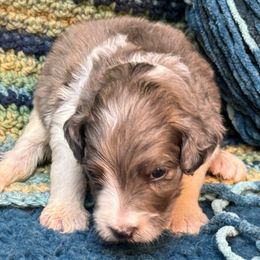 Nomi - Blue merle and white female Sheepadoodle puppy in Chesapeake, Virginia from Doodle-Cove