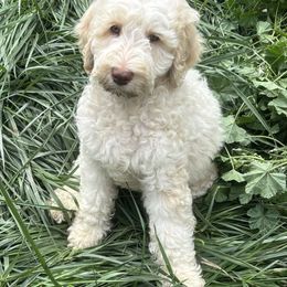 Parchment - Cream male Labradoodle puppy in Somerset, California from Annie’s Animals