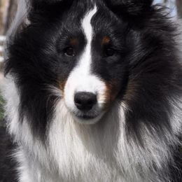 Shetland Sheepdogs from Shannon Shelties