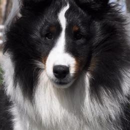 Shetland Sheepdogs from Shannon Shelties