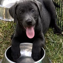 Dilute Retriever and Labrador Retriever Puppies from Silver Labrador of Southern California