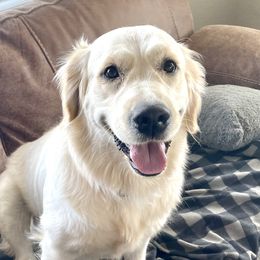 Marlee - Golden Retriever