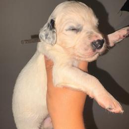 Vice - White and black male Dalmatian puppy in Toledo, Ohio from Exquisite Dalmatians & Standard Poodles