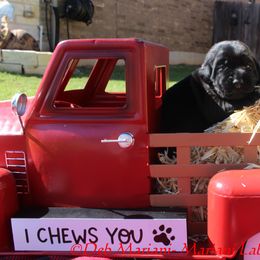 Girl 2 - Black Labrador Retriever puppy in Liberty Hill, Texas from Mariani Labrador Retrievers