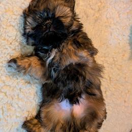 Floyd - Black and tan male Shih Tzu puppy in North Kingstown, Rhode Island from Ming Xing Shih Tzu