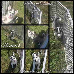 Uranus - Black and white male Siberian Husky puppy in Bloomfield, Indiana from Paiges lil huskies