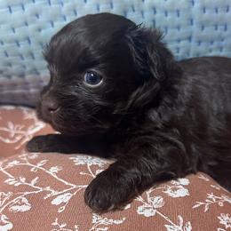 Boy 1 - Chocolate male Havanese puppy in Arizona from HavaDoggie
