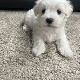Maltese Puppies from 209 Puppies California