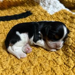 Tri Boy 2 - Tri-color male Cavalier King Charles Spaniel puppy in Raymondville, Missouri from Puppy PlayPen