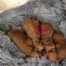 Girl 1 - Red  female Poodle puppy in Pottersville, Missouri from Miller Poodles