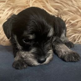 Miniature Schnauzers from Amanda's Miniature Schnauzers