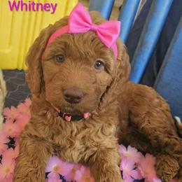 Whitney mountain - Red female Labradoodle puppy in Phelan, California from Family Doodles