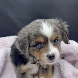 Miniature Australian Shepherd and Toy Australian Shepherd Puppies from Northern Roots Aussies