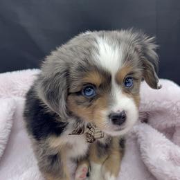 Miniature Australian Shepherd and Toy Australian Shepherd Puppies from Northern Roots Aussies