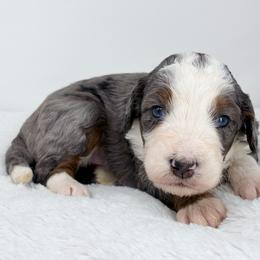 Bumble - Merle male Bernedoodle puppy in Fleming, Colorado from Vandenbark Doodles