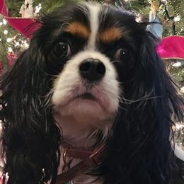 Cavalier King Charles Spaniels from Roselily Cavaliers