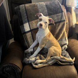 American Pit Bull Terrier Puppies from Mika Tica Kennels