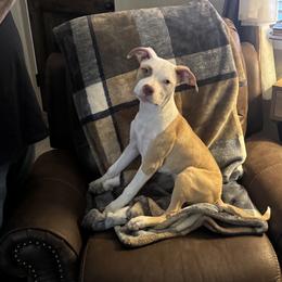 American Pit Bull Terrier Puppies from Mika Tica Kennels