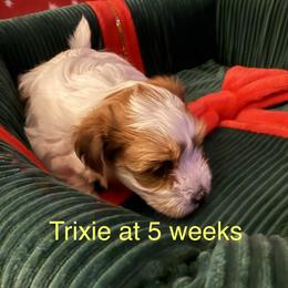 Trixie - Fawn sable female Havanese puppy in Hudson, New York from Havanese of Claverack and Hudson Valley Labradors
