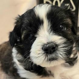 Bullet - Black and white male Shichon puppy in Upland, California from IDREAMOFPUPPIES