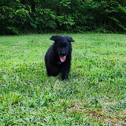 German Shepherd Puppies from Von WestLynn German Shepherds