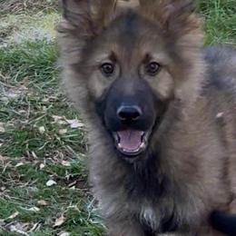 Timber - Sable male German Shepherd puppy in Yuba City, California from Barton’s German Shepherds