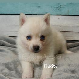 Makita - White female Pomsky puppy in Krum, Texas from Paw-Some Pomskies