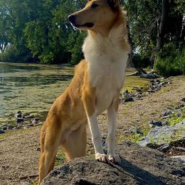 Collies from Suburbia Kennels