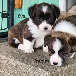 Gia - Brindle and white female American Corgi puppy in Concrete, Washington from Wigglebutts American Corgis