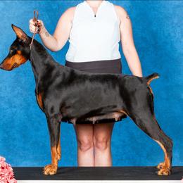 Amethyst - Doberman Pinscher