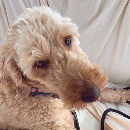 Leia - Goldendoodle