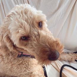Leia - Goldendoodle