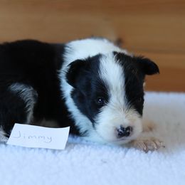 AKC Grand Champion Sired (Jimmy) - Black male Border Collie puppy in Noble, Oklahoma from CheckItOut Border Collies
