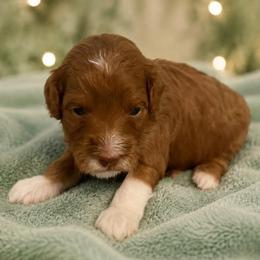 Rocket - Blue Collar - Apricot male Goldendoodle puppy in Huntsville, Alabama from Falcon Ridge Doodles