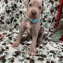 "Gravy" - Great Dane puppy from Ferguson Family Danes LLC