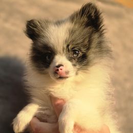 Pomeranian puppies from Diamond Deluxx Frenchies