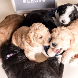 Bernedoodle Puppies from Sugarcreek Haven Bernedoodles