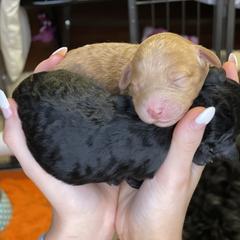 Whoodle Puppies from Whoodles of Love