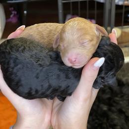 Whoodle Puppies from Whoodles of Love