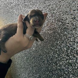 Red boy 1 - Red male Dachshund puppy in Rockton, Illinois from K&M Dachshunds
