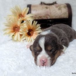 Pembroke Welsh Corgi Puppies from Sunnydale Corgis