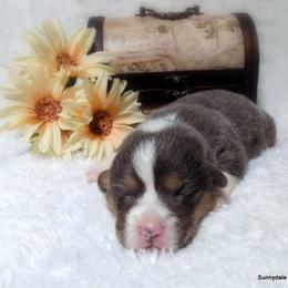 Pembroke Welsh Corgi Puppies from Sunnydale Corgis