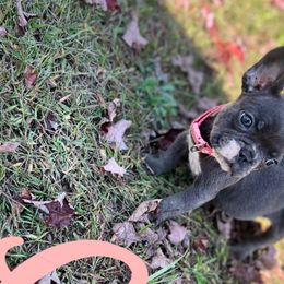 French Bulldogs from Love of Frenchies